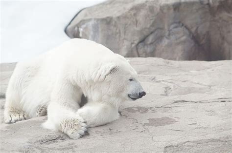 Warna asli beruang kutub  Ketika musim dingin, bulunya menjadi sangat tebal